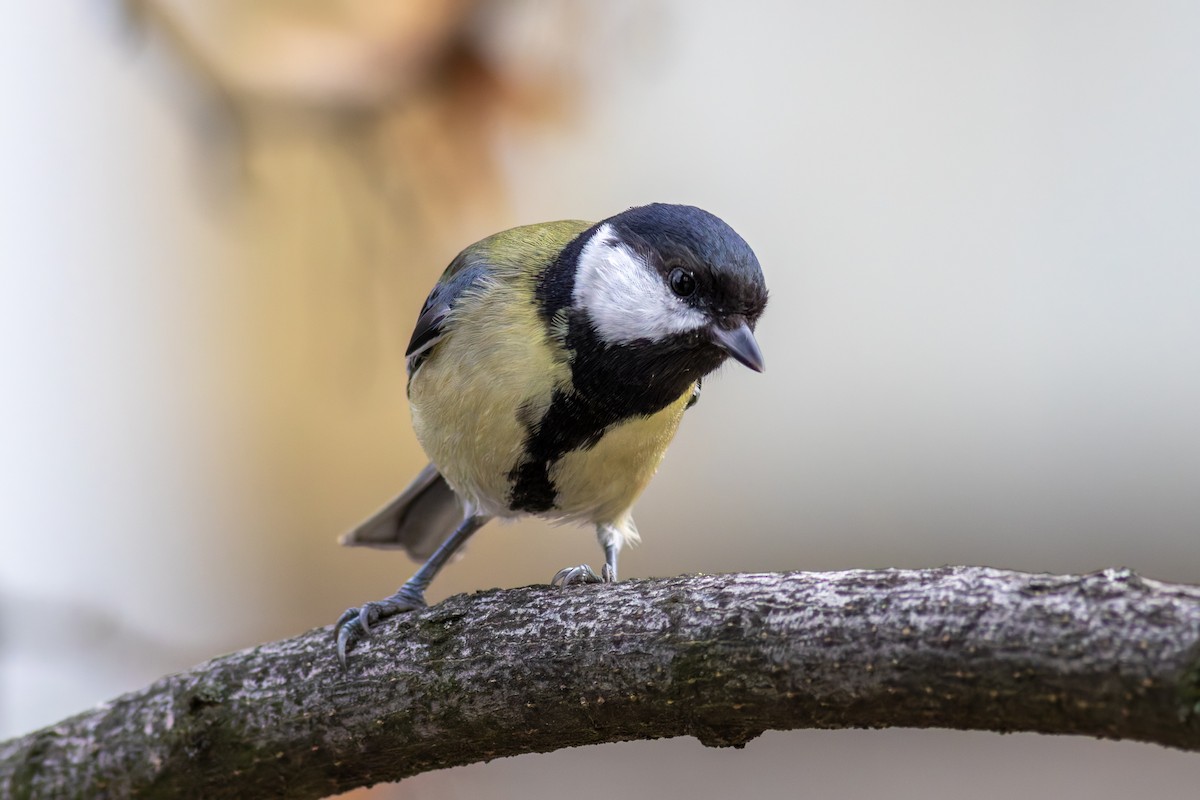 Great Tit - ML645439225
