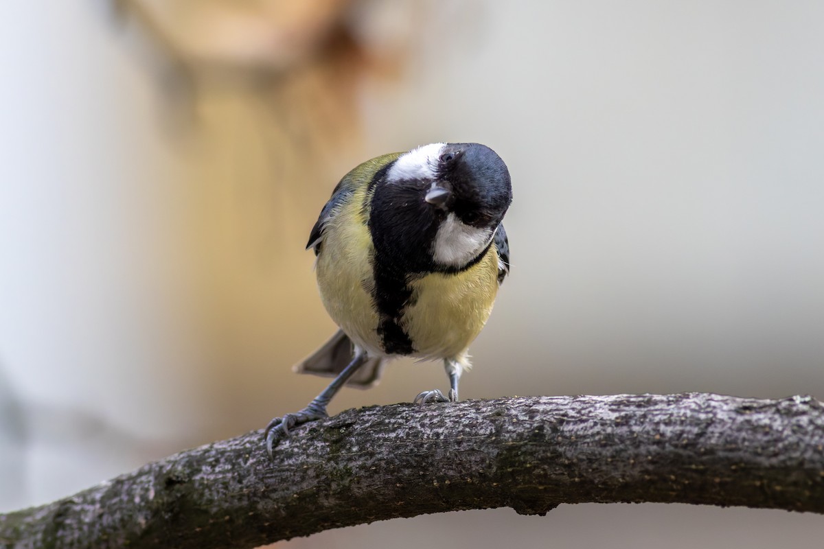 Great Tit - ML645439227