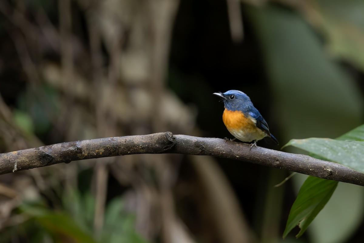 Blue-throated Flycatcher - ML645439228