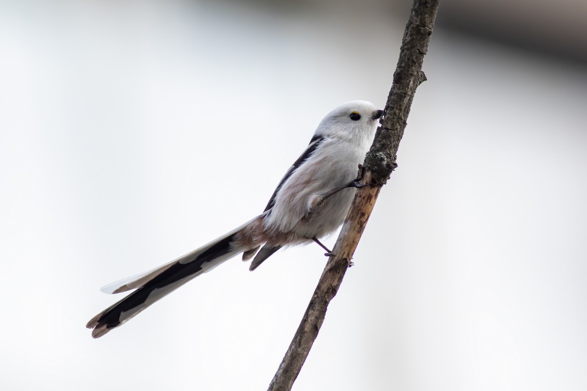 Long-tailed Tit - ML645439234