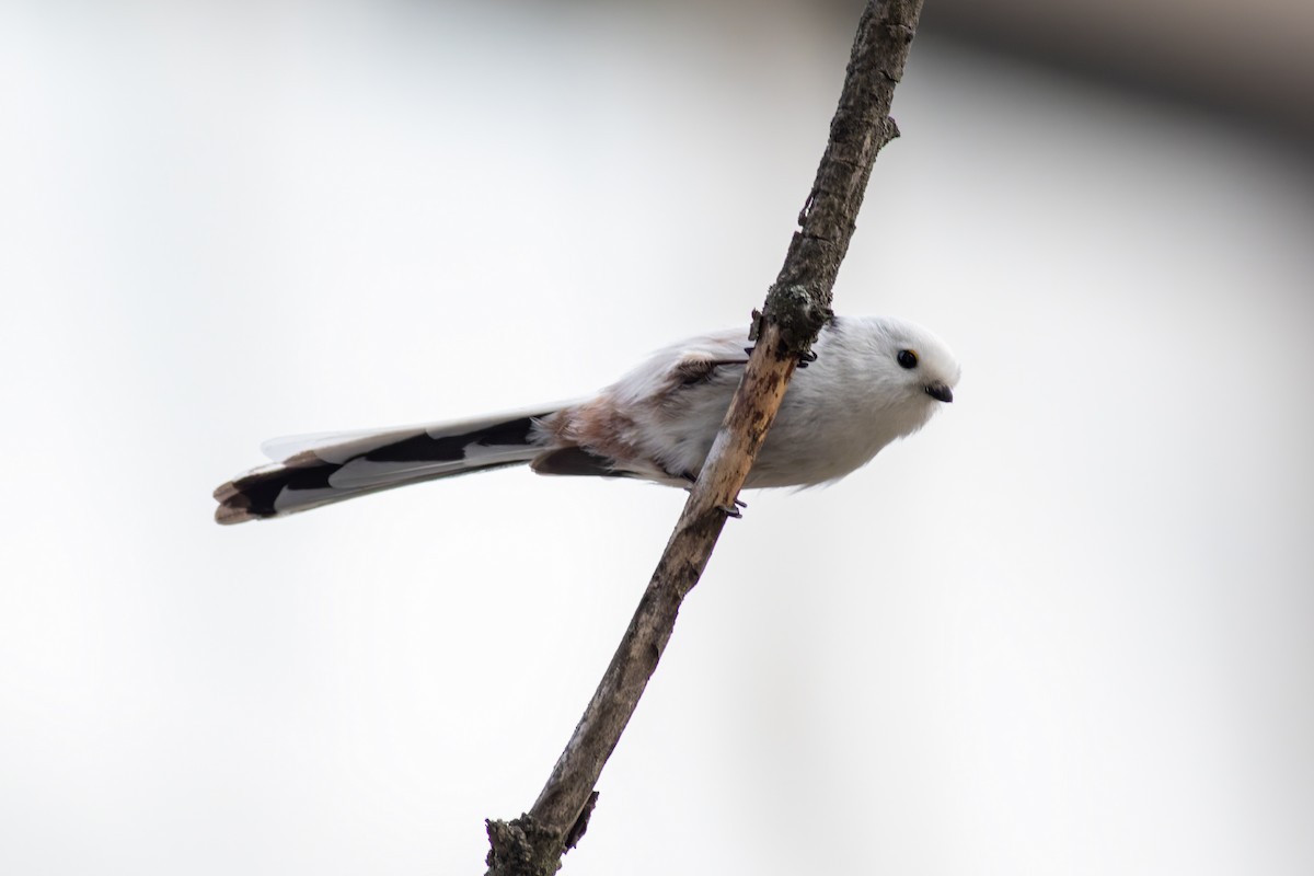 Long-tailed Tit - ML645439236