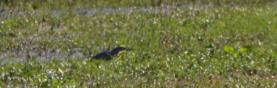 Striated Heron - ML645439238