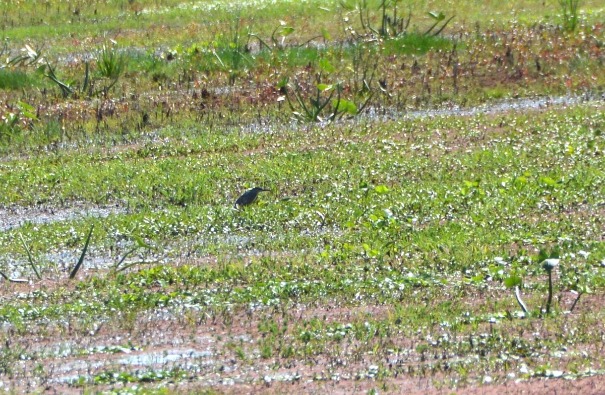 Striated Heron - ML645439239