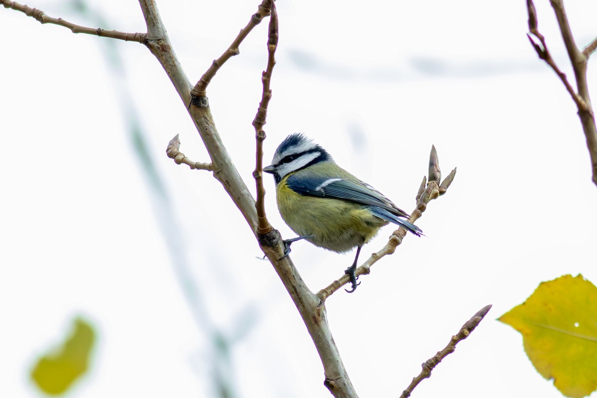 Eurasian Blue Tit - ML645439240
