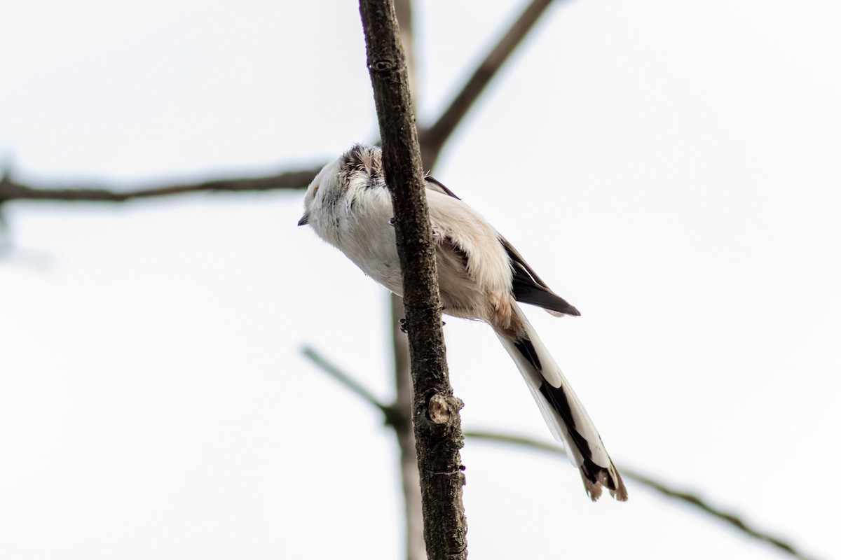 Long-tailed Tit - ML645439244