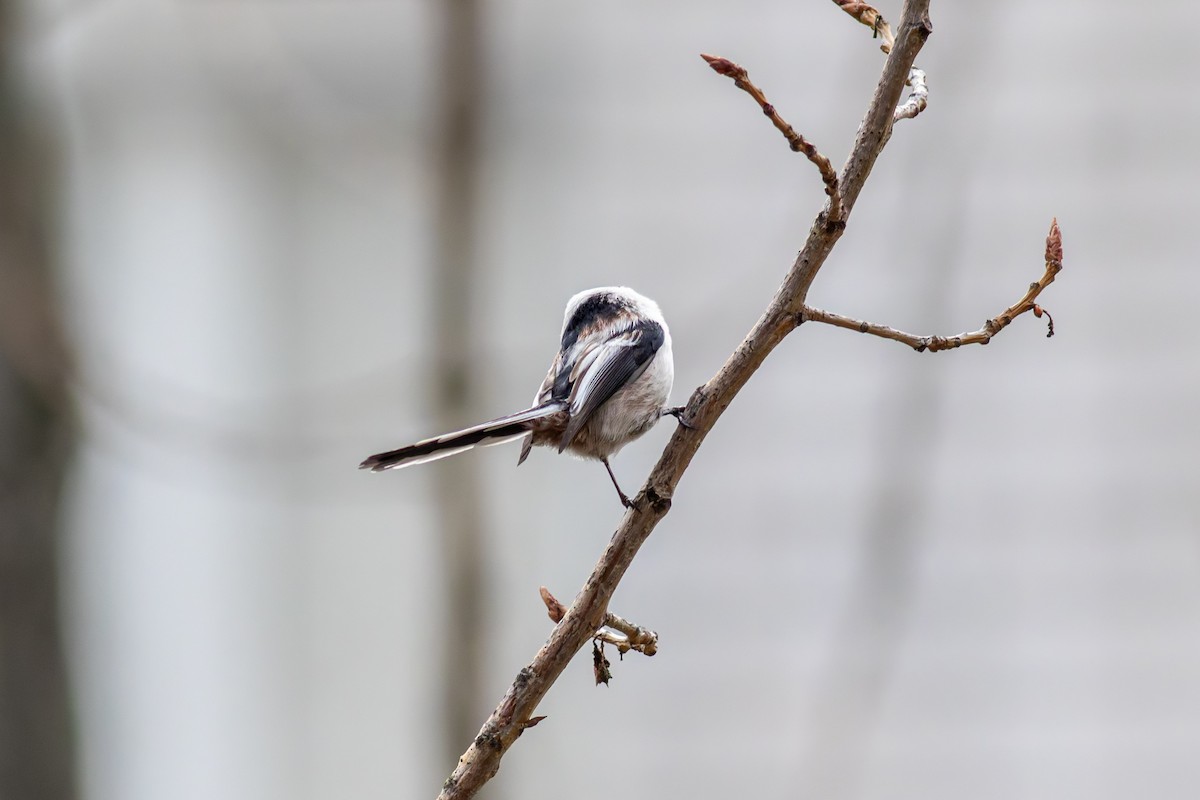 Long-tailed Tit - ML645439247