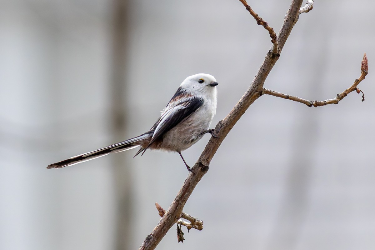 Long-tailed Tit - ML645439248