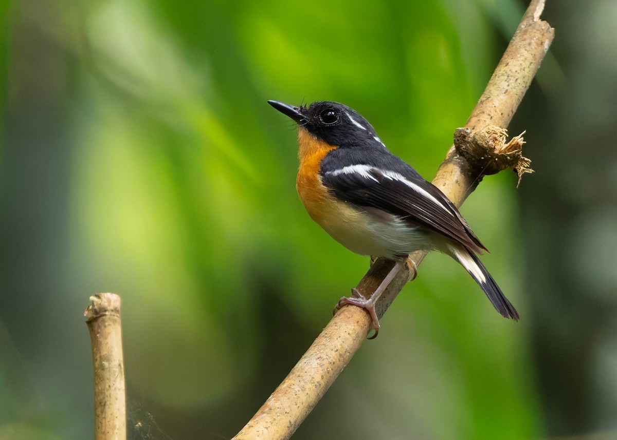 Rufous-chested Flycatcher - ML645439255