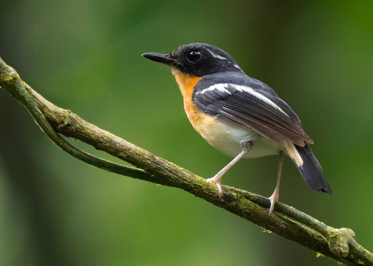 Rufous-chested Flycatcher - ML645439256