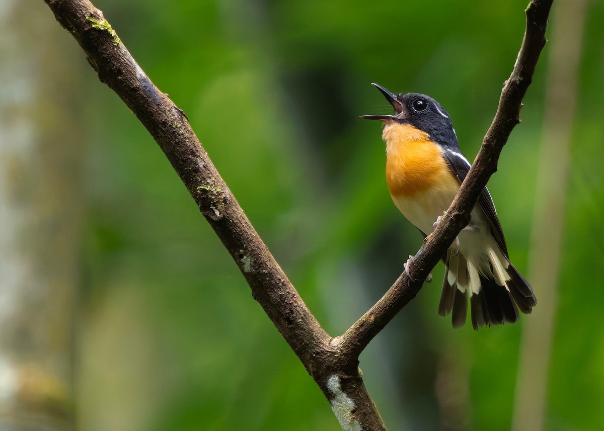 Rufous-chested Flycatcher - ML645439257