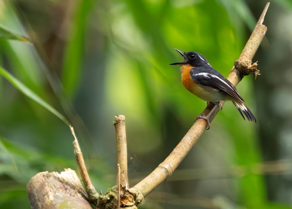 Rufous-chested Flycatcher - ML645439258