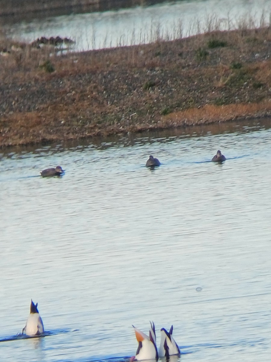 Серая утка - ML645439262