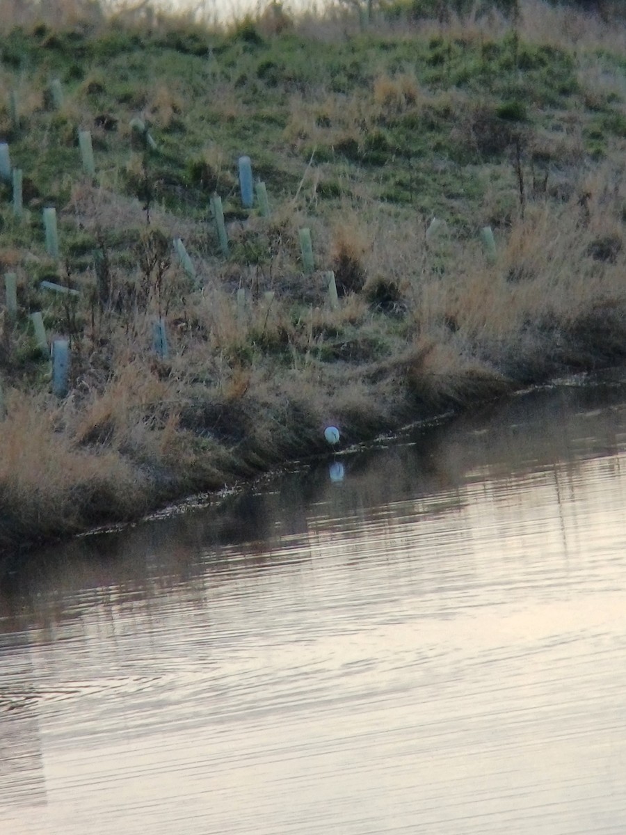 Little Egret - ML645439264