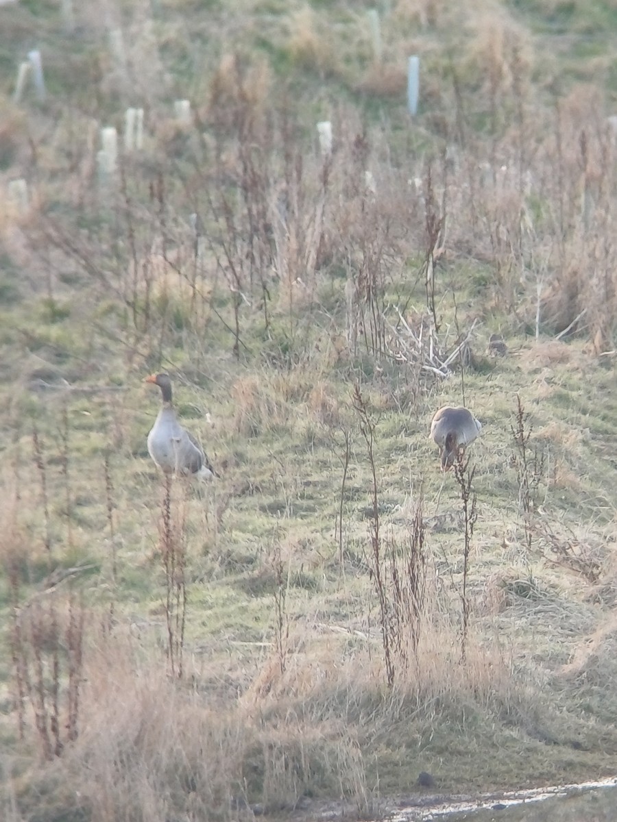 Oca selvatica - ML645439269