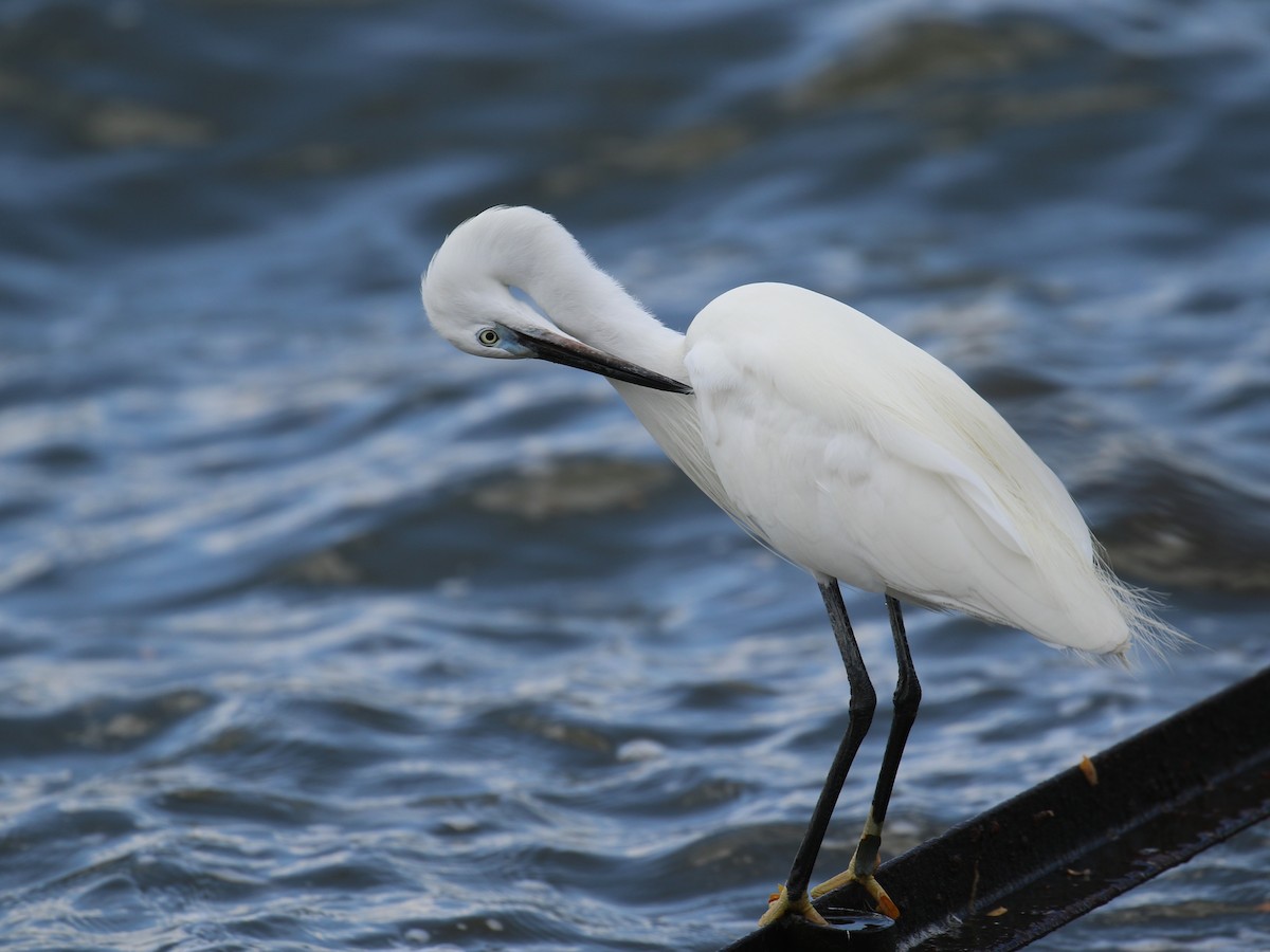 Little Egret - ML645439288