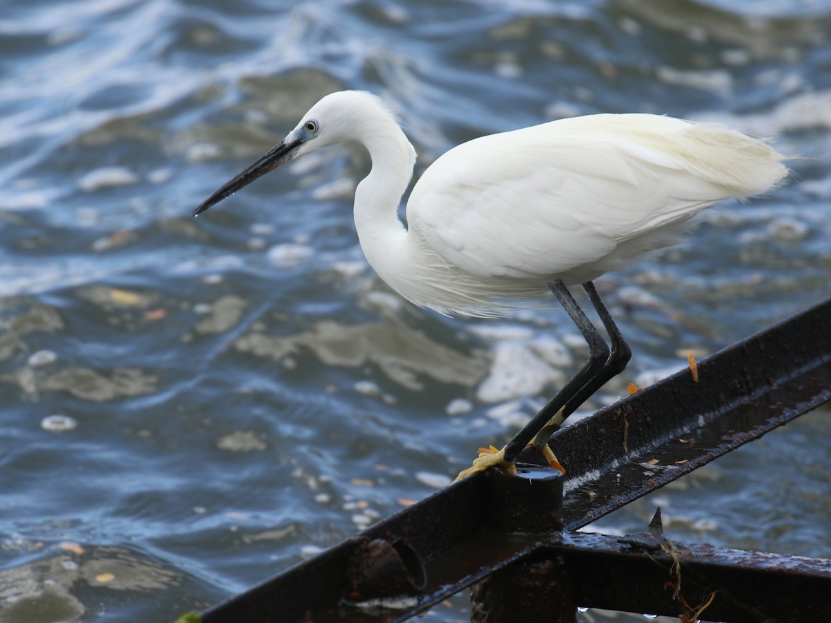 Little Egret - ML645439289
