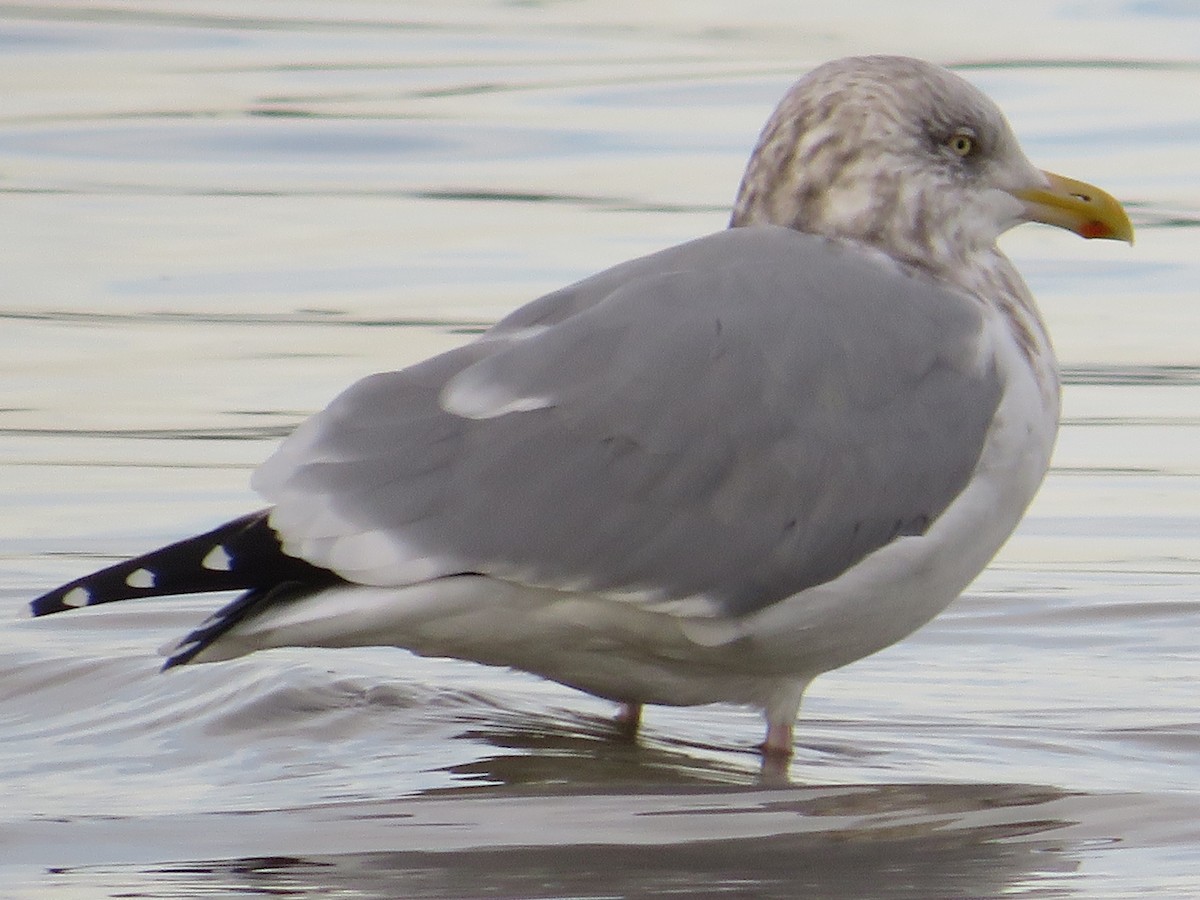 racek americký - ML645439291