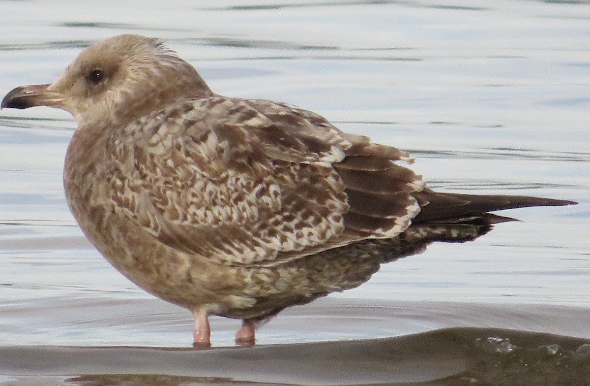 racek americký - ML645439292