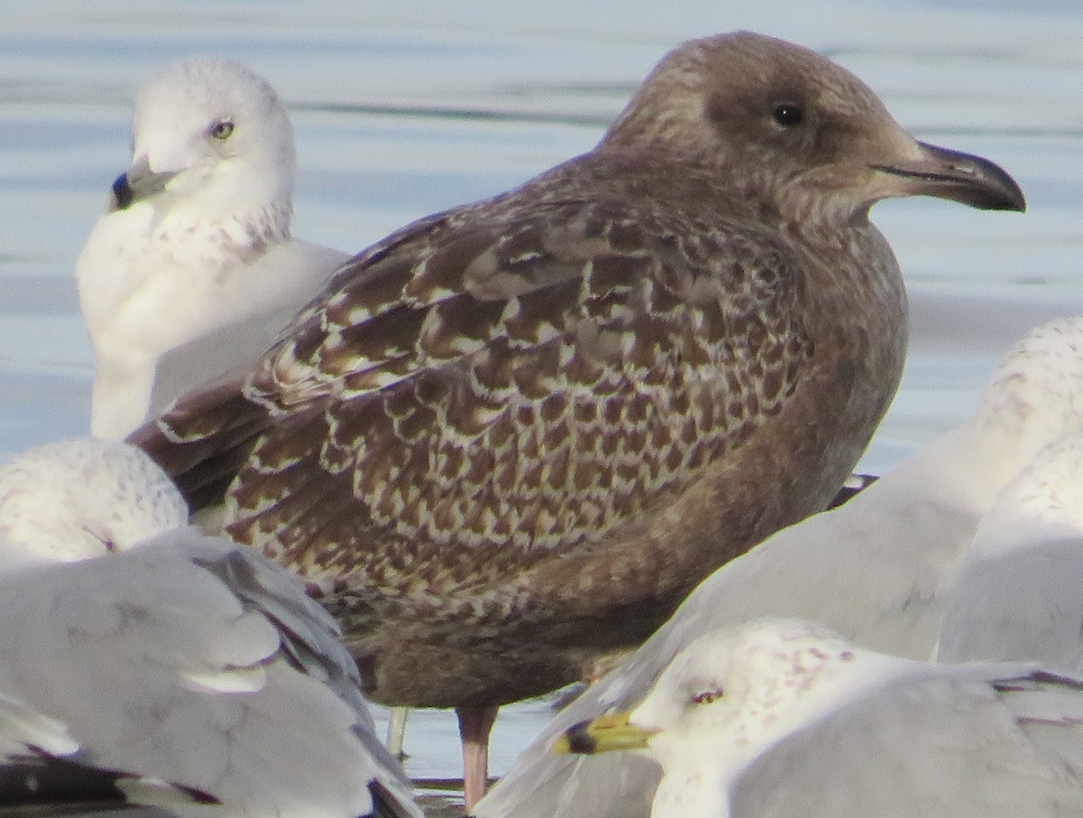 racek americký - ML645439294