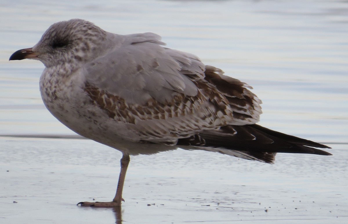 racek kroužkozobý - ML645439299