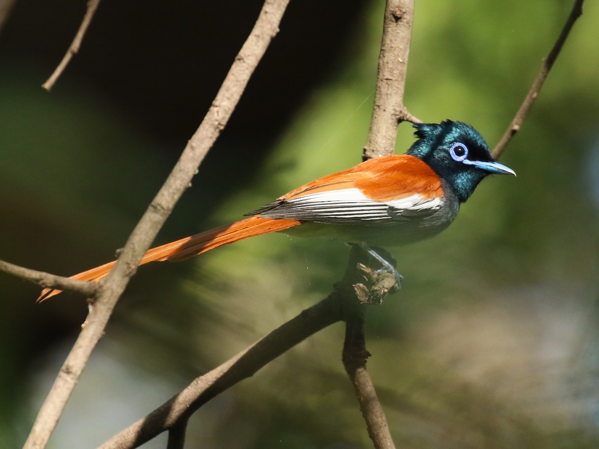 African Paradise-Flycatcher - ML645439305