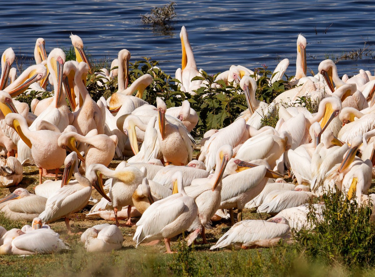 Розовый пеликан - ML645439306