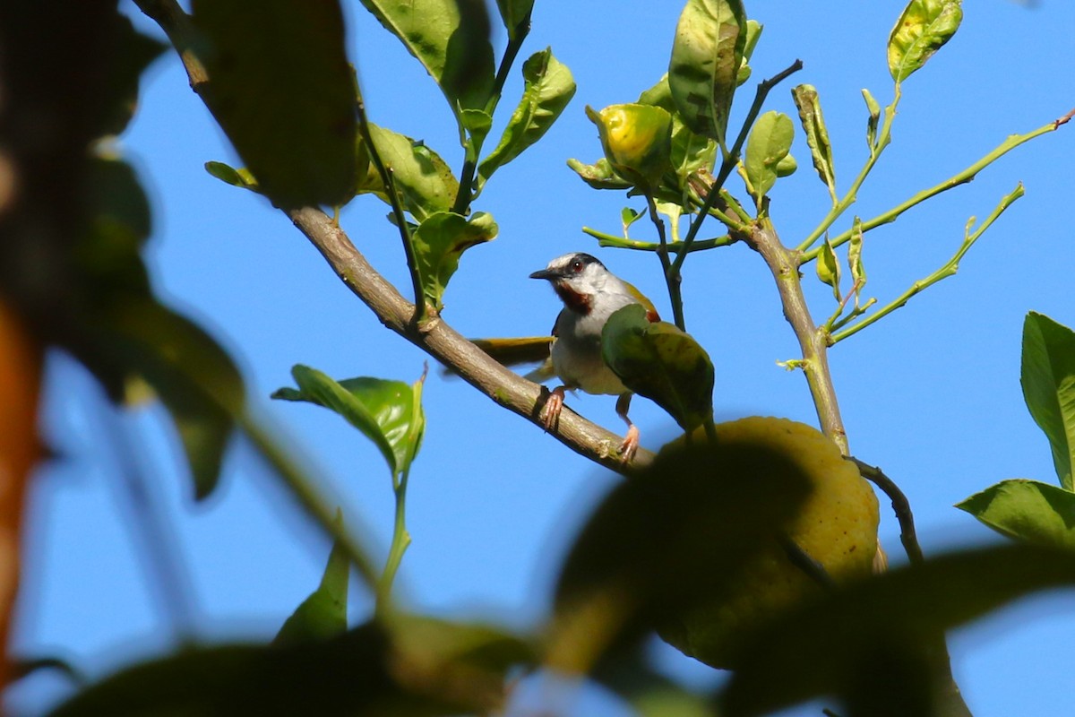 Gray-capped Warbler - ML645439307