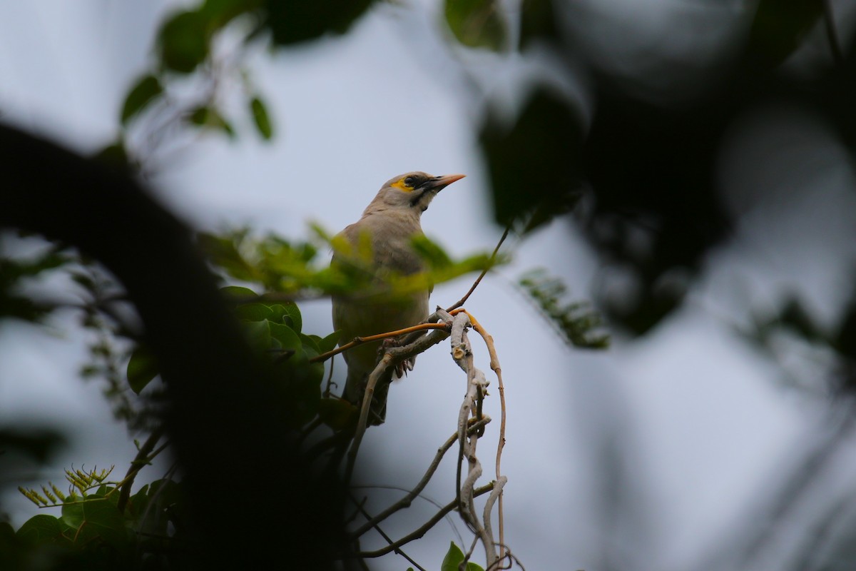 Wattled Starling - ML645439315