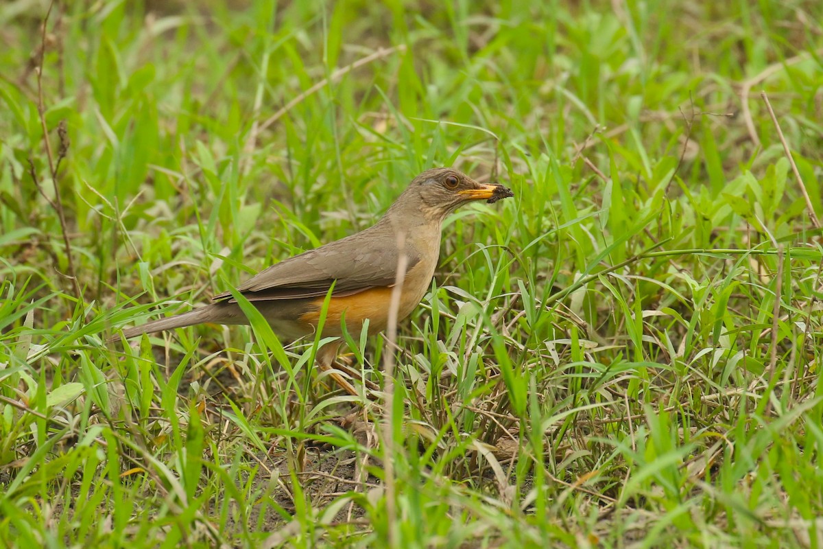 African Thrush - ML645439317