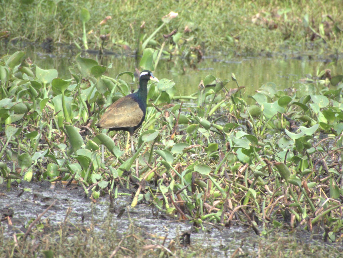 Бронзовокрылая якана - ML645439319