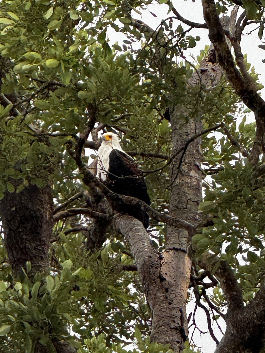 flodørn - ML645439322