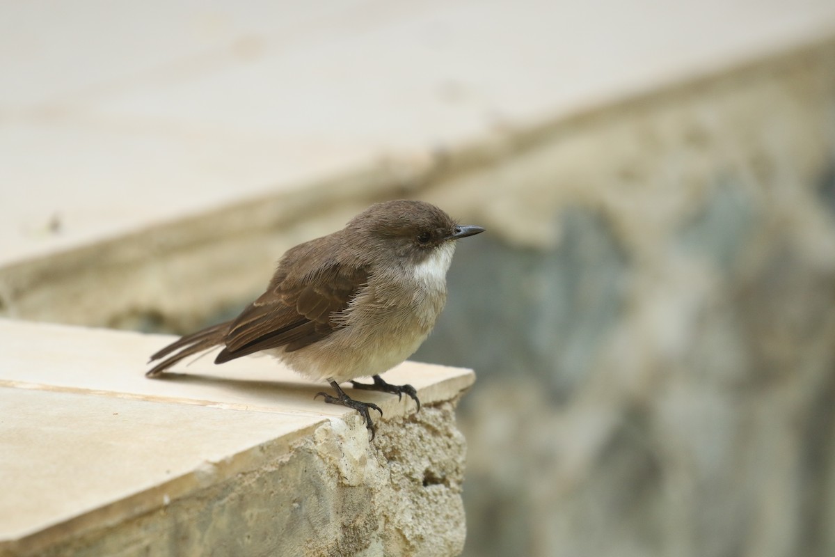 Swamp Flycatcher - ML645439324