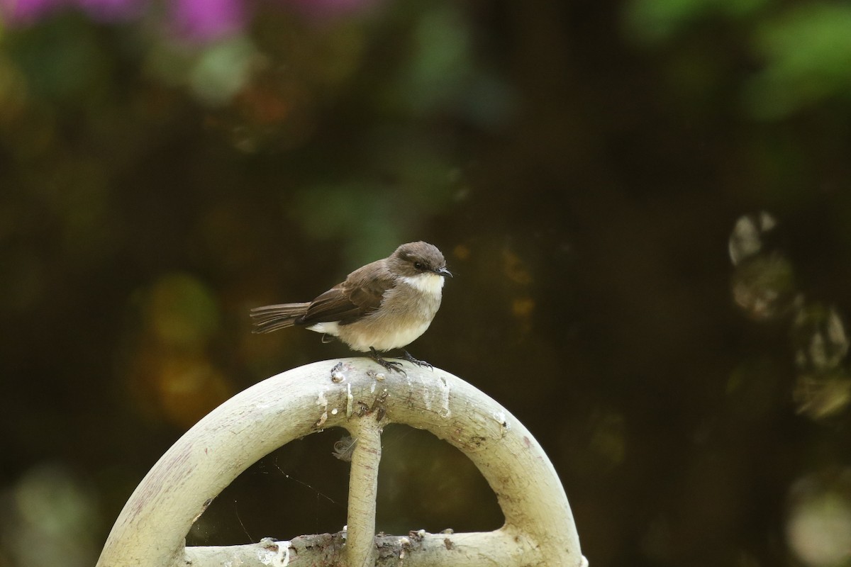 Swamp Flycatcher - ML645439325