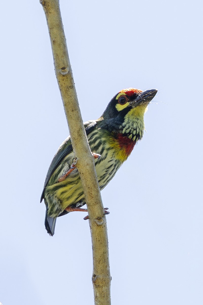 Coppersmith Barbet (Philippine Yellow-faced) - ML645439327