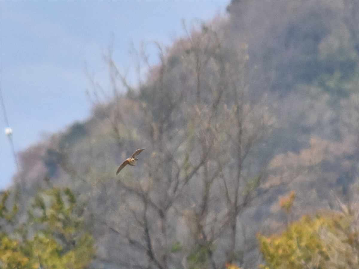 engvaktel - ML645439329