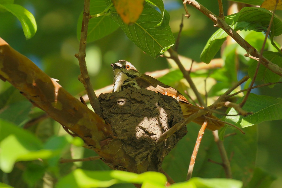 Spotted Morning-Thrush - ML645439334
