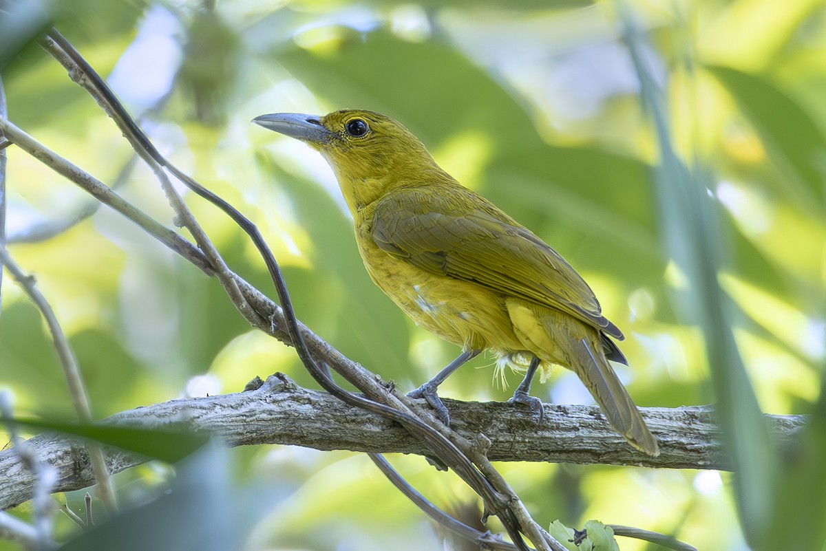 Isabela Oriole - ML645439338