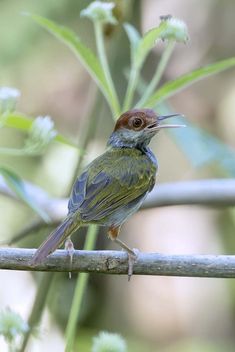 Green-backed Tailorbird - ML645439342
