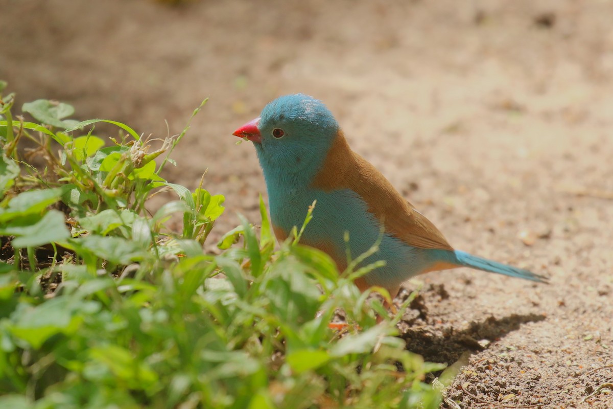 Blue-capped Cordonbleu - ML645439343