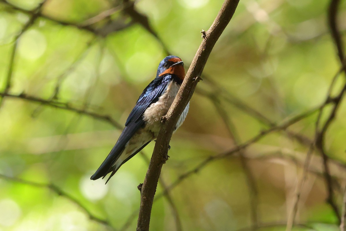 Angola Swallow - ML645439349