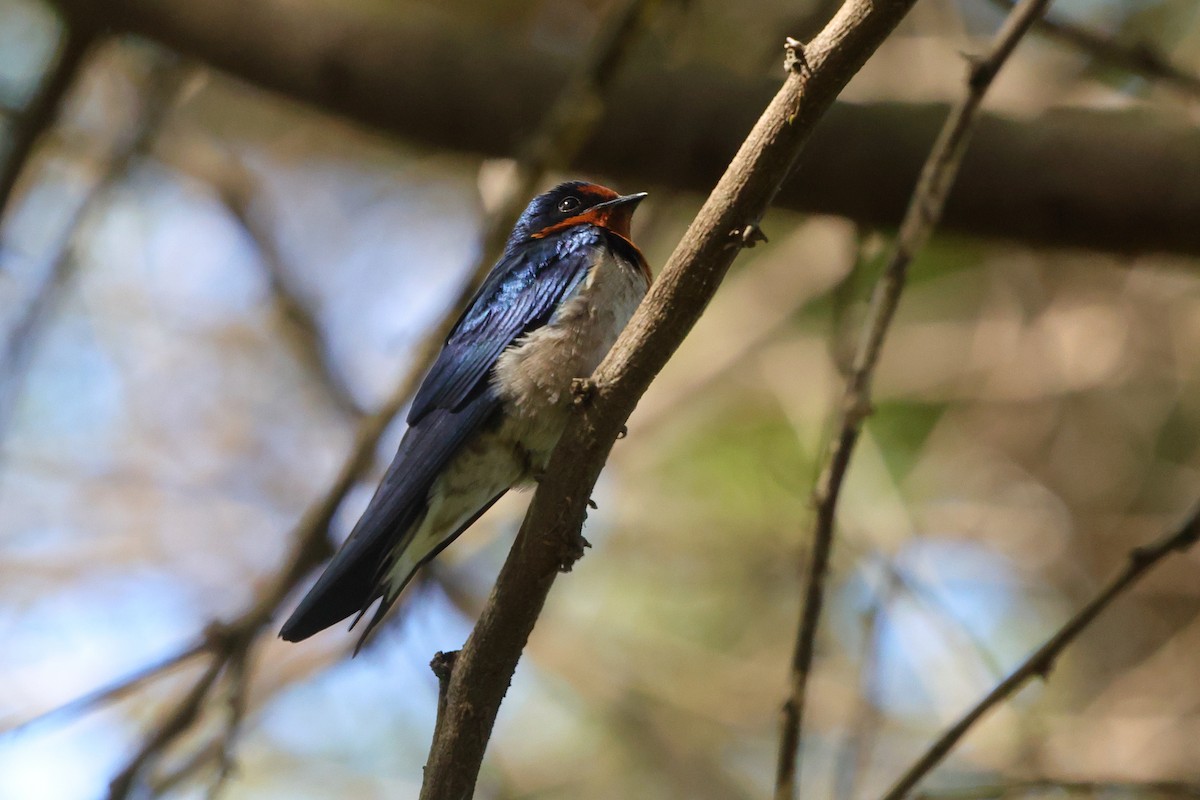 Angola Swallow - ML645439350