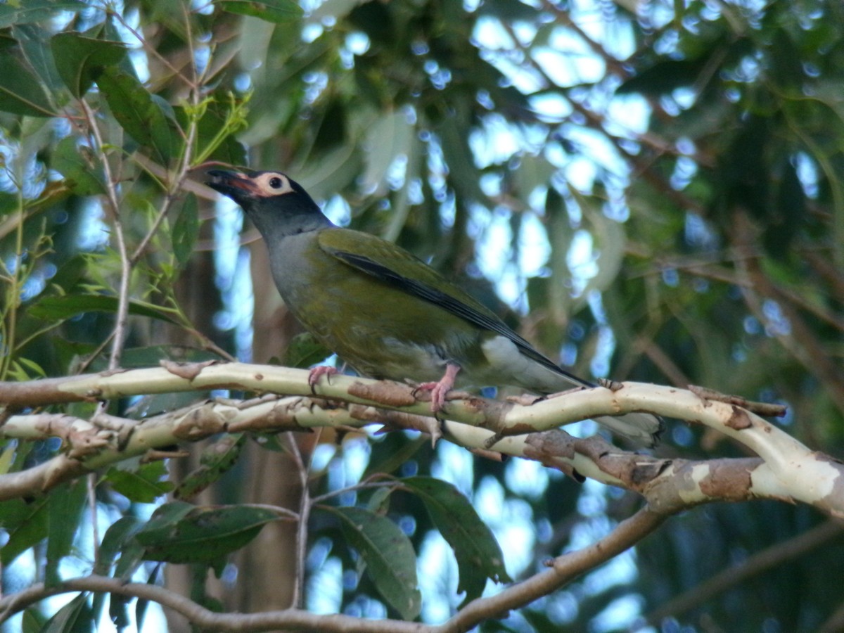 Australasian Figbird - ML645439358