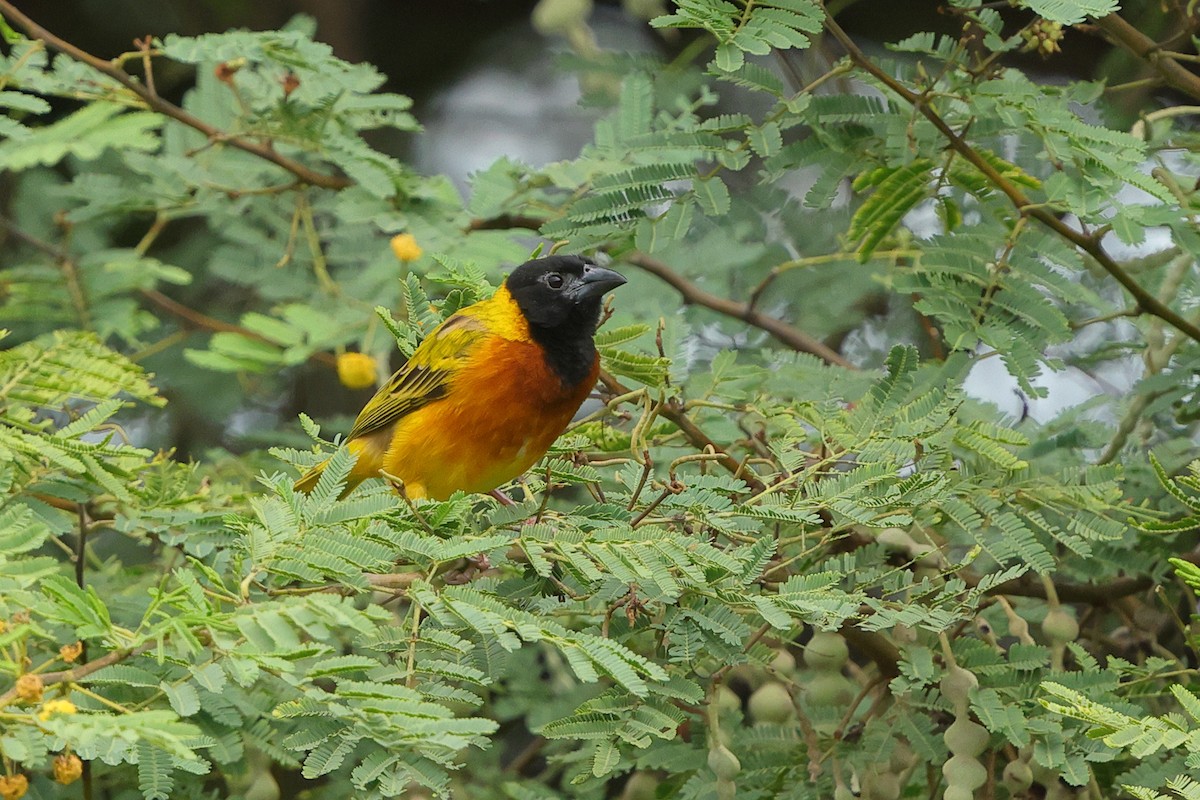 Black-headed Weaver - ML645439360