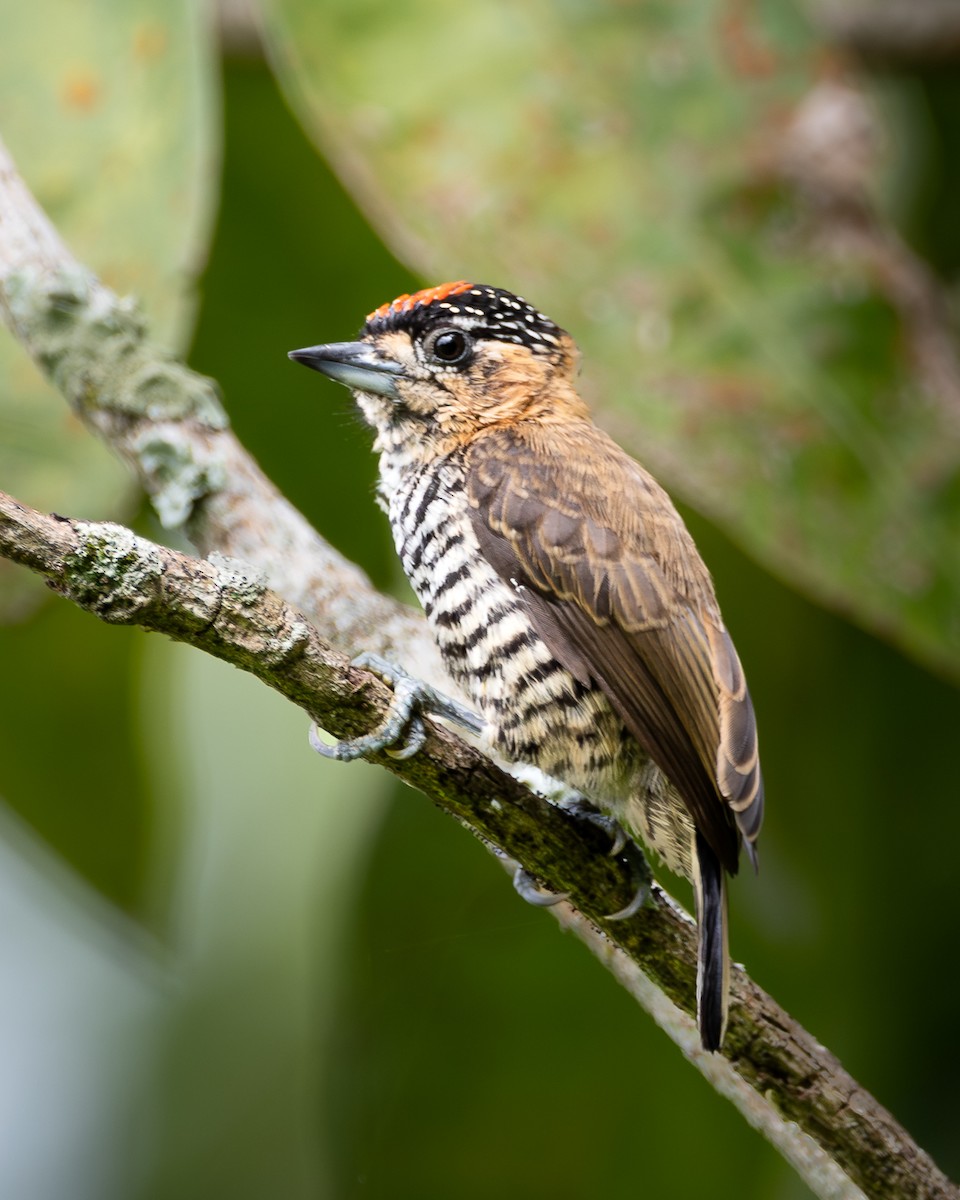 Ochre-collared Piculet - ML645439363