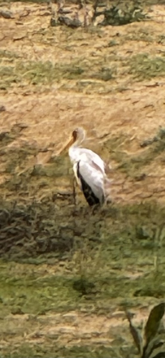 Yellow-billed Stork - ML645439369