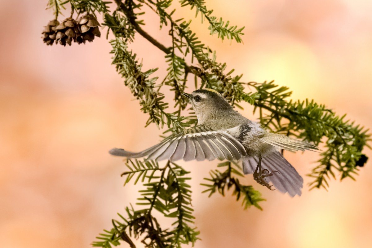 Golden-crowned Kinglet - ML645439370