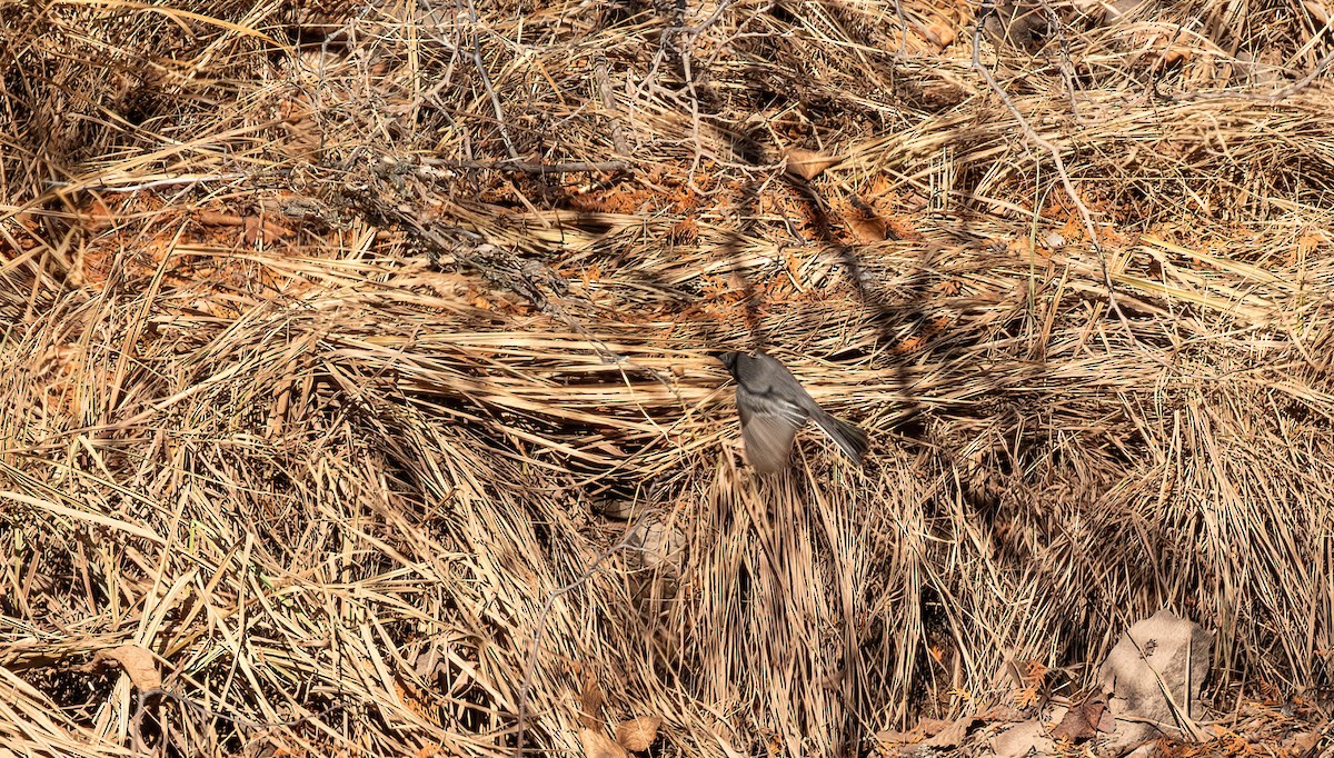 Black Phoebe - ML645439383