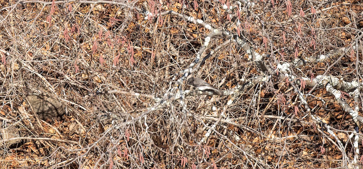 Black Phoebe - ML645439384