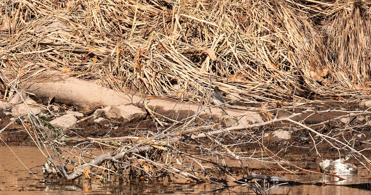 Black Phoebe - ML645439385