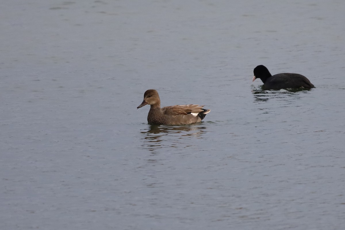 Серая утка - ML645439388